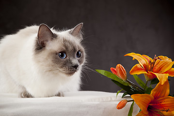 Image showing white cat