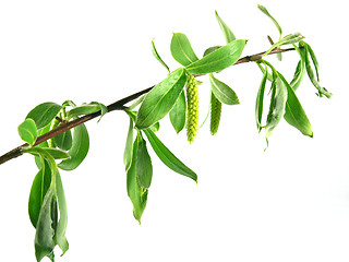 Image showing spring - green branch