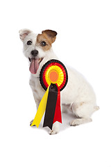 Image showing jack russell terrier winner