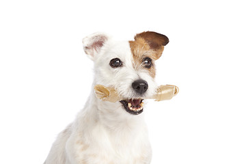 Image showing jack russell terrier holding a bone standing