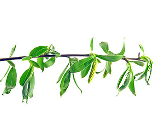 Image showing spring - green branch