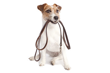 Image showing jack russell terrier holding leach