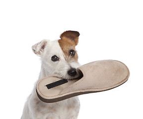 Image showing jack russell terrier holding a shoe