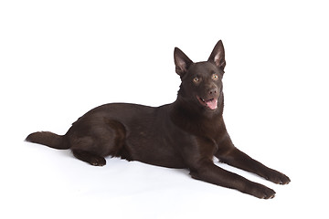 Image showing Cute and funny australian Kelpie