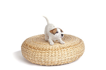 Image showing cute jack russell terrier puppy