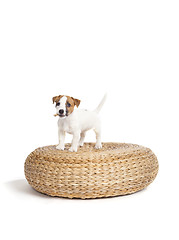 Image showing cute jack russell terrier puppy