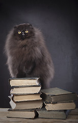 Image showing Long haired persian cat on the top of book pile