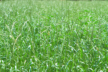 Image showing green grass