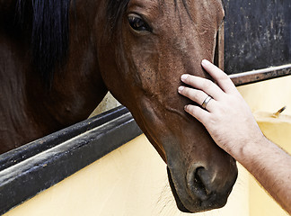 Image showing hand on horse head