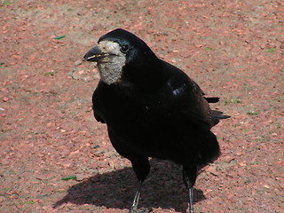 Image showing Crow