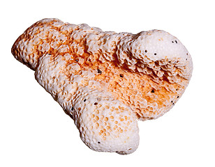 Image showing Macro shot of sea washed coral 