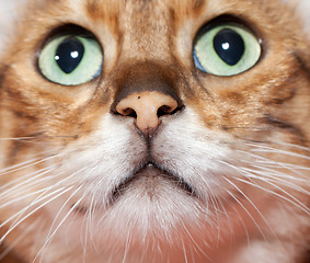 Image showing Extreme close up of cat's nose and mouth