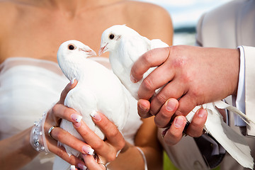 Image showing Wedding pigeons