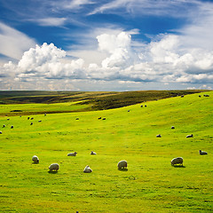 Image showing Meadow with flock of sheeps