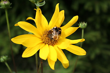 Image showing Yellow flower with  two bumble-bee