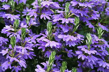 Image showing Blue flowers