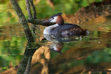 Image showing Grebe in Reflections 1