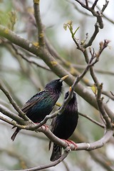 Image showing Starlings in walnut tree