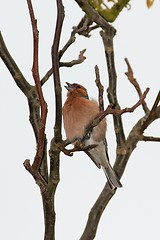 Image showing Chaffinch