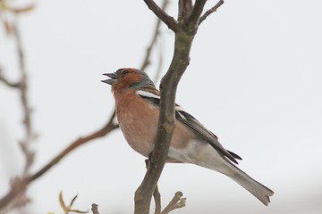 Image showing Chaffinch