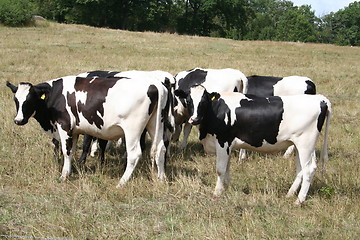 Image showing Black and white cows