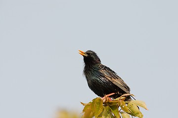 Image showing Starling in summer plumage