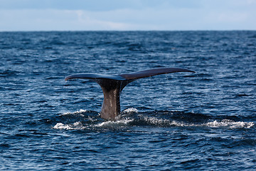 Image showing The fluke of Sperm whale as it begins a dive into the North Atla