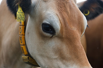 Image showing Cow face