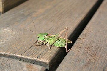Image showing Green grasshopper