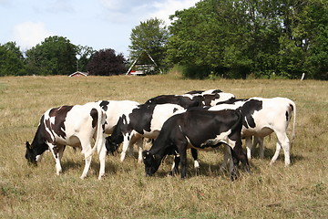 Image showing Cows