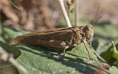 Image showing The grasshopper