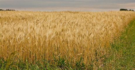 Image showing Wheat field