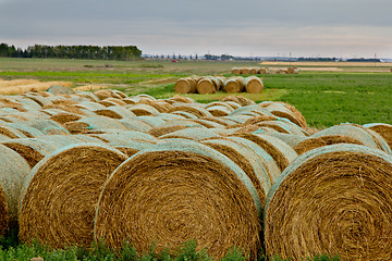 Image showing Hay rolls