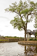 Image showing Tree by the water