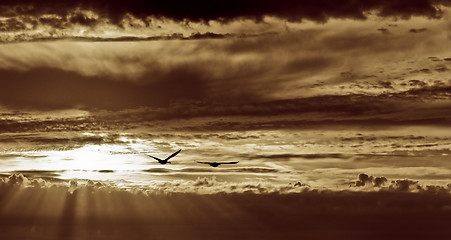 Image showing Silhouette of two geese