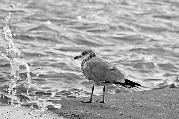 Image showing looking at the rough seas