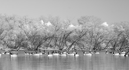 Image showing Geese in the pond