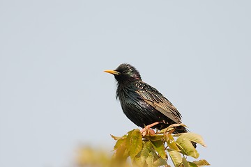 Image showing Starling in summer plumage
