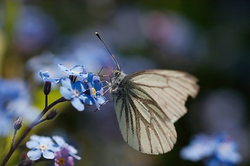 Image showing White Butterfly