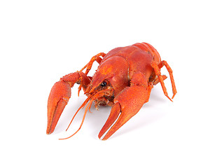 Image showing Boiled crawfish isolated on white background