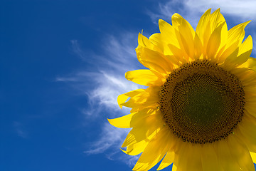 Image showing Sunflower against blue sky
