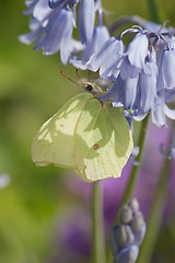 Image showing Brimstone Butterfly
