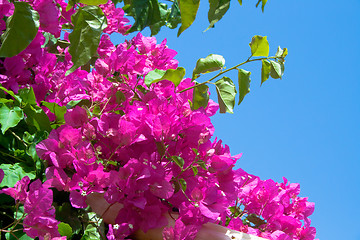 Image showing bougainvillea