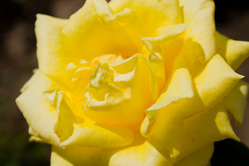 Image showing rose in garden