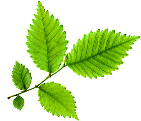 Image showing leaf of tree