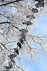 Image showing Birds (pigeons) are sitting on a wire in the winter