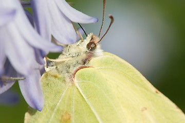 Image showing  Brimstone Butterfly