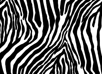 Image showing  zebra as  pattern