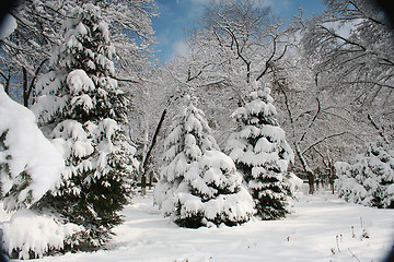 Image showing snow in winter 