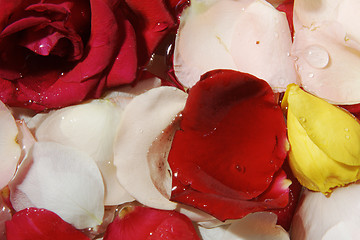 Image showing Petals of roses as background